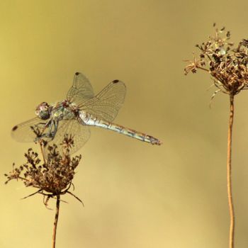 Fotografía titulada "demoiselles" por Fred Nucci, Obra de arte original