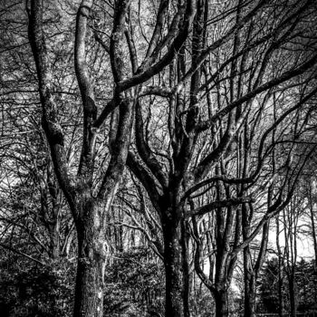 Photography titled "park trees" by Walkingsea, Original Artwork