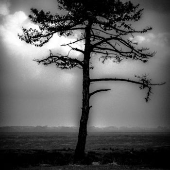Photography titled "silhouette tree" by Walkingsea, Original Artwork