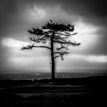 Fotografie mit dem Titel "silhouette tree II" von Walkingsea, Original-Kunstwerk