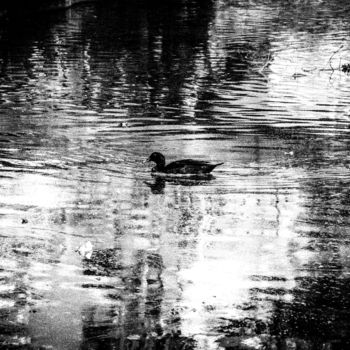 Photography titled "duckalone..." by Walkingsea, Original Artwork
