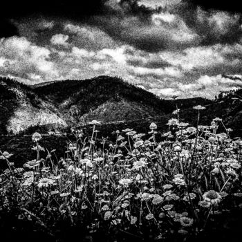 Photography titled "mountain flowers" by Walkingsea, Original Artwork