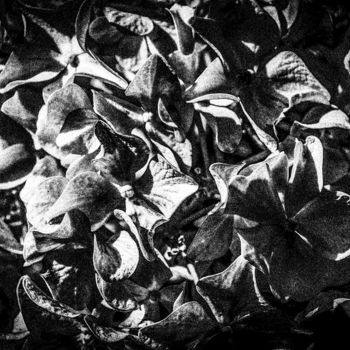Photography titled "petals" by Walkingsea, Original Artwork