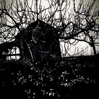 "The fig tree II" başlıklı Fotoğraf Walkingsea tarafından, Orijinal sanat