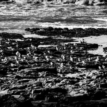 Photography titled "sea sky seagull" by Walkingsea, Original Artwork