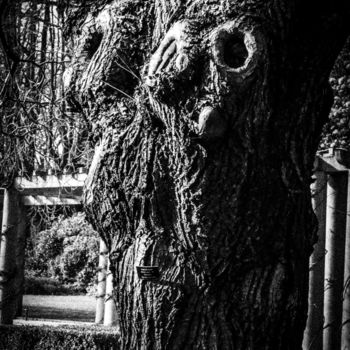 摄影 标题为“staring tree...” 由Walkingsea, 原创艺术品