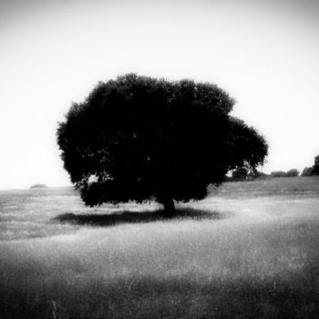Fotografia intitulada "cork oak tree..." por Walkingsea, Obras de arte originais