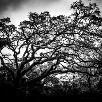 Fotografia intitolato "The Sintra tree..." da Walkingsea, Opera d'arte originale