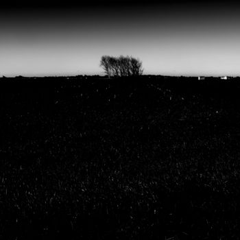 Photography titled "minimalist trees II…" by Walkingsea, Original Artwork