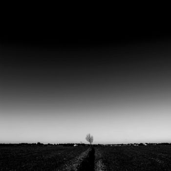 Fotografie mit dem Titel "minimalist trees IV…" von Walkingsea, Original-Kunstwerk