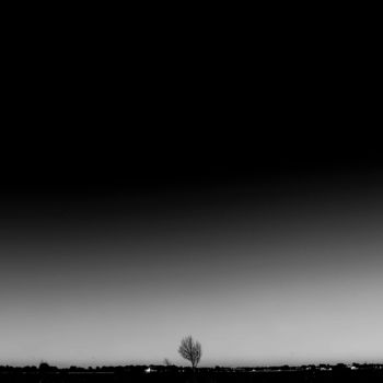 Photography titled "minimalist trees VI…" by Walkingsea, Original Artwork