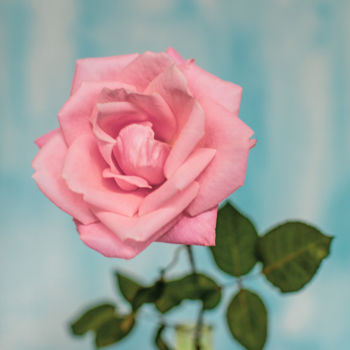 Fotografía titulada ""Be Rose"" por Natalia Zavialova, Obra de arte original, Fotografía digital