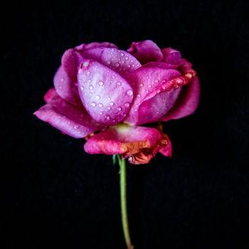 Photography titled ""Rose qui pleure"" by Natalia Zavialova, Original Artwork, Digital Photography
