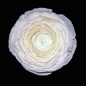 Photographie intitulée ""Delicate flower"" par Natalia Zavialova, Œuvre d'art originale, Photographie numérique