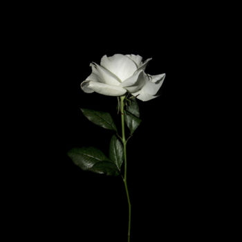 Photographie intitulée ""Rose without thorn…" par Natalia Zavialova, Œuvre d'art originale, Photographie numérique
