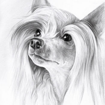 Dessin intitulée "Chinese crested dog" par Olga Tsvetkova, Œuvre d'art originale, Crayon