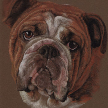 Drawing titled "English Bulldog" by Olga Tsvetkova, Original Artwork, Pastel