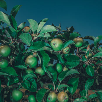 Fotografia intitolato "Paradise Apples" da Oana Bakovic, Opera d'arte originale, Fotografia digitale