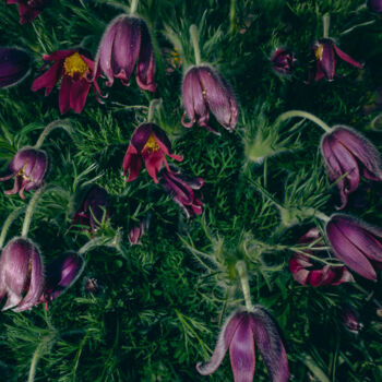 Fotografie getiteld "Wind Flowers" door Oana Bakovic, Origineel Kunstwerk, Digitale fotografie