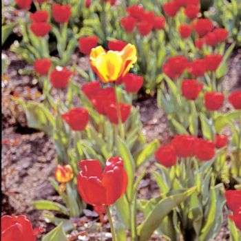 Фотография под названием "Tulipes" - Odile, Подлинное произведение искусства