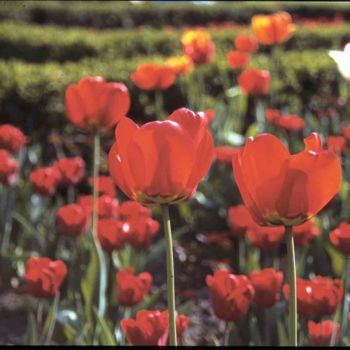 Fotografie mit dem Titel "Tulipes II" von Odile, Original-Kunstwerk