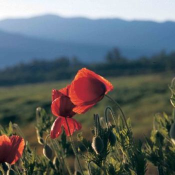 Photographie intitulée "Coquelicots" par Odile, Œuvre d'art originale