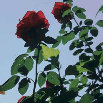 Fotografía titulada "Deux roses en contr…" por Odile, Obra de arte original