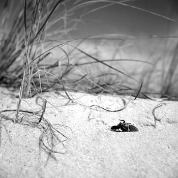 摄影 标题为“Dune d'argent 02” 由Oeildepierre, 原创艺术品