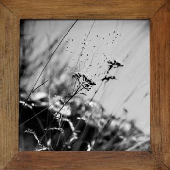 Fotografia intitulada "achillea millefoliu…" por Oeildepierre, Obras de arte originais