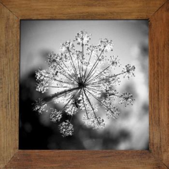 Fotografie getiteld "Heracleum sphondyli…" door Oeildepierre, Origineel Kunstwerk