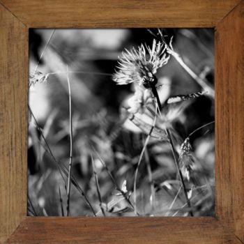 Photographie intitulée "Centaurea jacea L." par Oeildepierre, Œuvre d'art originale