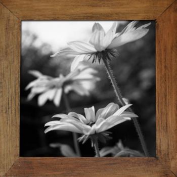 Photographie intitulée "Rudbeckia L." par Oeildepierre, Œuvre d'art originale