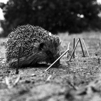 Photographie intitulée "son oeil reste aler…" par Oeildepierre, Œuvre d'art originale