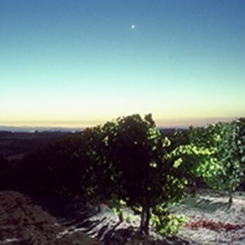 Photographie intitulée "vigne à l'aube" par Oeildepierre, Œuvre d'art originale