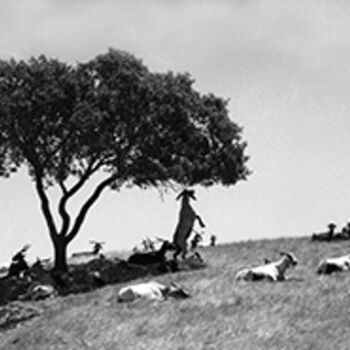 Photographie intitulée "Chèvres" par Oeildepierre, Œuvre d'art originale