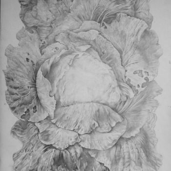 Drawing titled "капуста_02" by Oksana Prudnikova, Original Artwork, Pencil