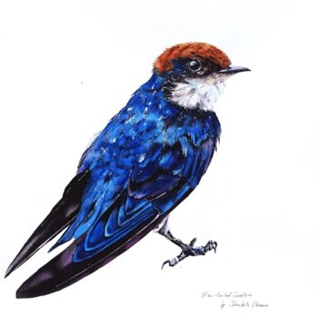 Painting titled "Wire-tailed swallow" by Oksana Shkrebets, Original Artwork, Watercolor