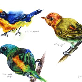 Peinture intitulée "Colorful birds" par Oksana Shkrebets, Œuvre d'art originale, Aquarelle