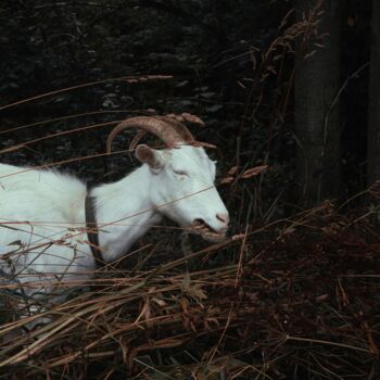 Photographie intitulée "Chèvre et herbe" par Oleg Andrienko, Œuvre d'art originale, Photographie numérique