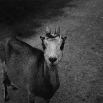 Photographie intitulée "Chèvre" par Oleg Andrienko, Œuvre d'art originale, Photographie numérique