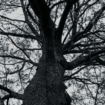 Photography titled "arbre de la vie" by Oleg Andrienko, Original Artwork, Digital Photography