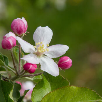 Photographie intitulée "apple blossoms in s…" par Oleg Marchak, Œuvre d'art originale, Photographie numérique