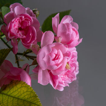 Photography titled "Light pink rose 4" by Oleg Marchak, Original Artwork, Digital Photography