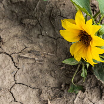 Фотография под названием "sunflower 7" - Олег Марчак, Подлинное произведение искусства, Цифровая фотография