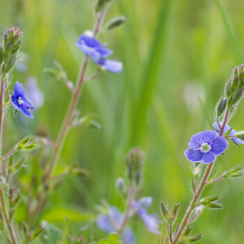 "blue wildflowers 1" başlıklı Fotoğraf Олег Марчак tarafından, Orijinal sanat, Dijital Fotoğrafçılık