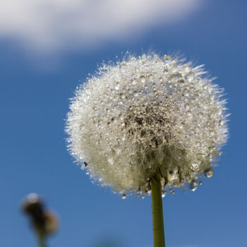 Photography titled "dandelion in drops…" by Oleg Marchak, Original Artwork, Digital Photography