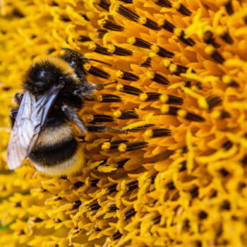 Photography titled "honey bee, pollinat…" by Oleg Marchak, Original Artwork, Digital Photography