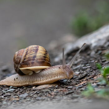 Фотография под названием "Snail 1" - Олег Марчак, Подлинное произведение искусства, Цифровая фотография