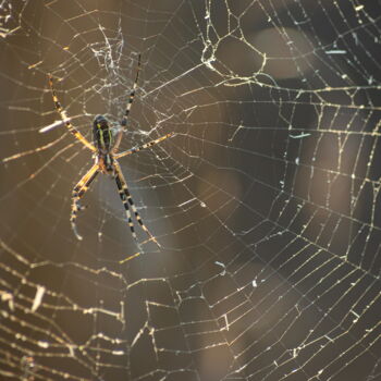 Photography titled "spider web 1" by Oleg Marchak, Original Artwork, Digital Photography