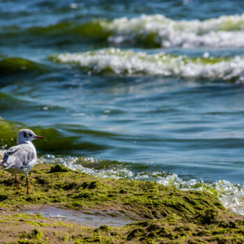 Photography titled "Adorable seagulls r…" by Oleg Marchak, Original Artwork, Non Manipulated Photography